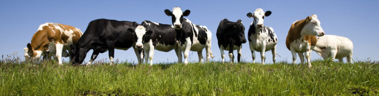 plan para incrementar un 20% el mercado de leche ecológica